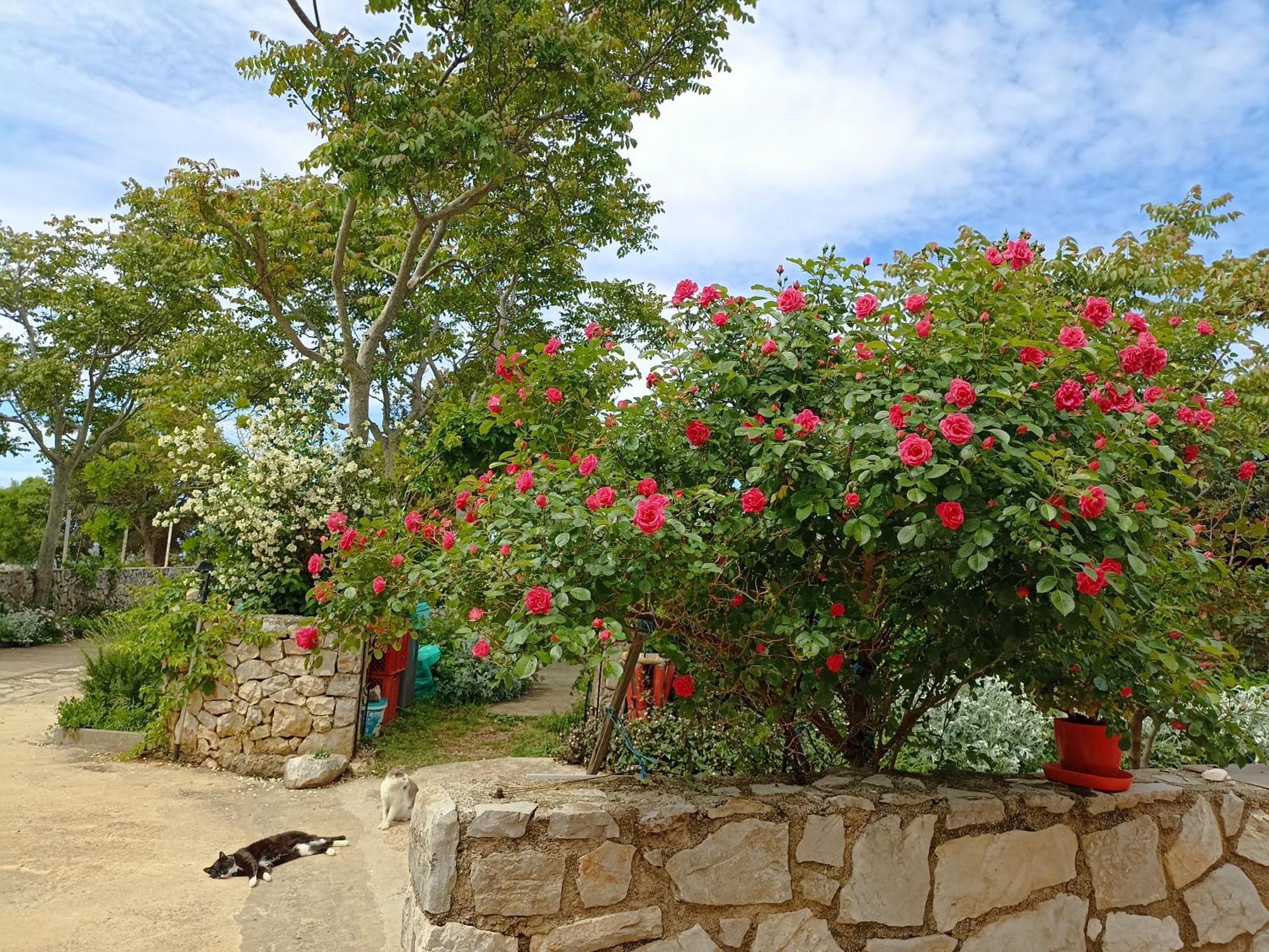 App Bonic Apartman Veli Lošinj Kültér fotó